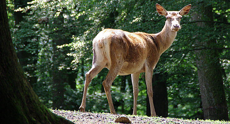 Damwild im Wildpark Daun, Foto: Jochen Hank